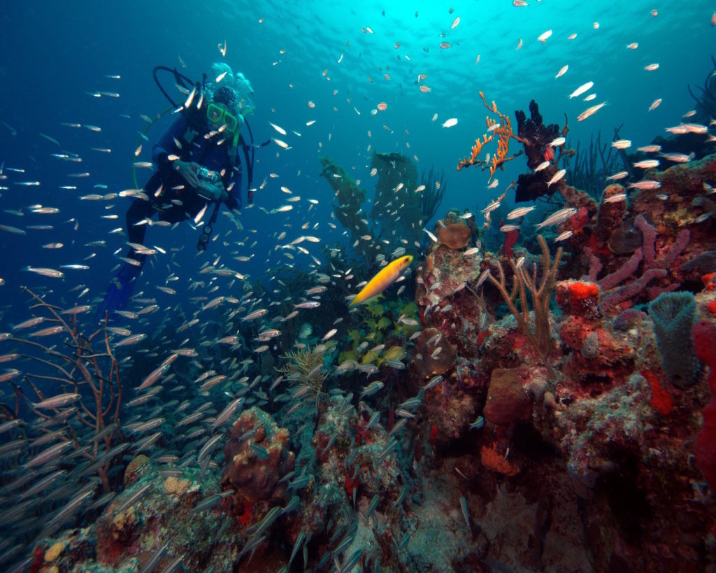 coki-reef-st-thomas-usvi