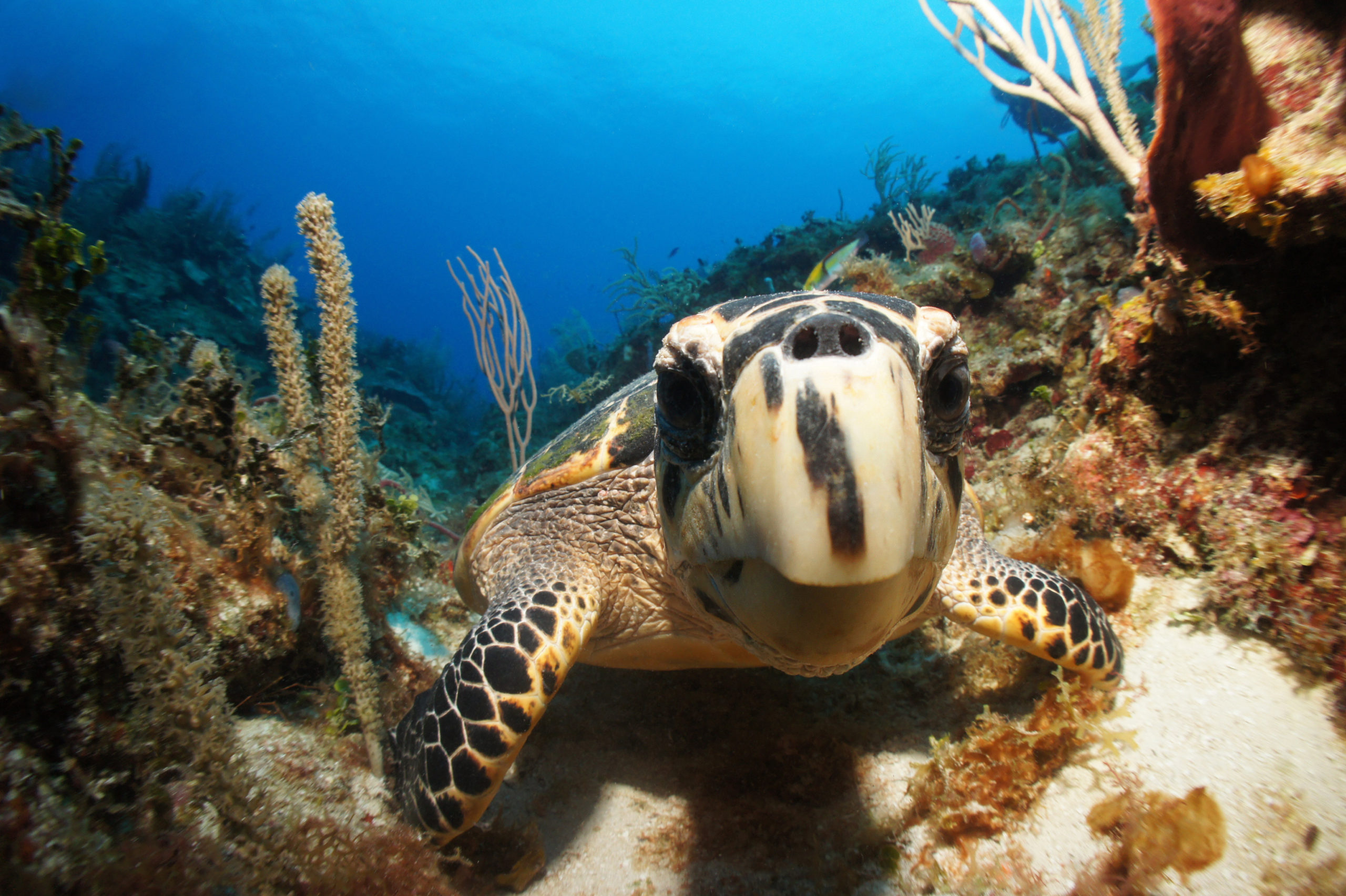 Tobago Cays in The Grenadines