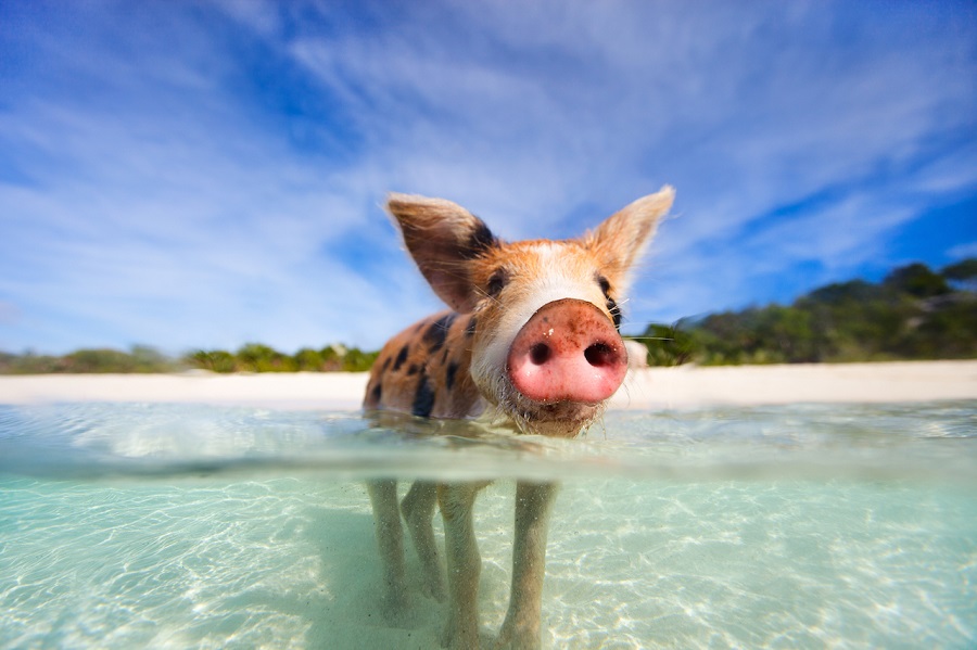 Swimming Pigs, Bahamas